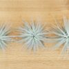 sale: 25% off tillandsia tectorum ecuador air plants [3 or 6 pack]