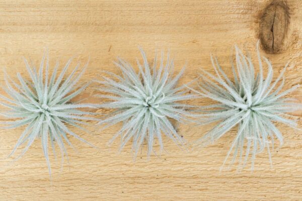 sale: 25% off tillandsia tectorum ecuador air plants [3 or 6 pack]