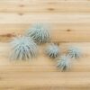 $15 special: jumbo | xxl tillandsia tectorum ecuador air plant
