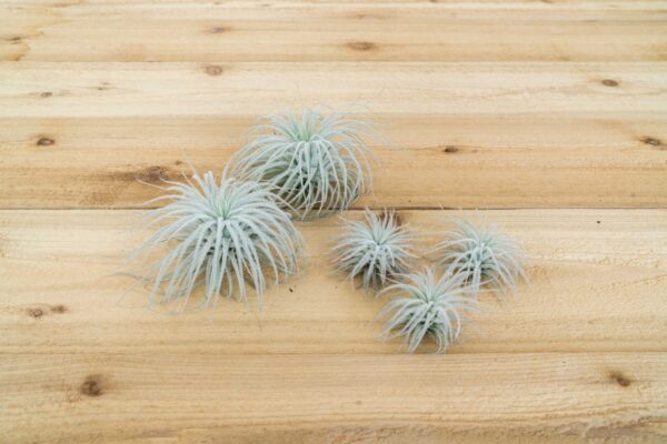 $15 special: jumbo | xxl tillandsia tectorum ecuador air plant