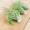 tillandsia brachycaulos x ionantha 'victoriana' air plants [3 pack]