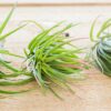tillandsia brachycaulos x ionantha 'victoriana' air plants [3 pack]