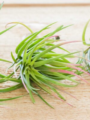tillandsia brachycaulos x ionantha 'victoriana' air plants [3 pack]