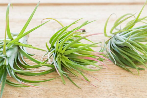 tillandsia brachycaulos x ionantha 'victoriana' air plants [3 pack]