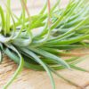 tillandsia brachycaulos x ionantha 'victoriana' air plants [3 pack]
