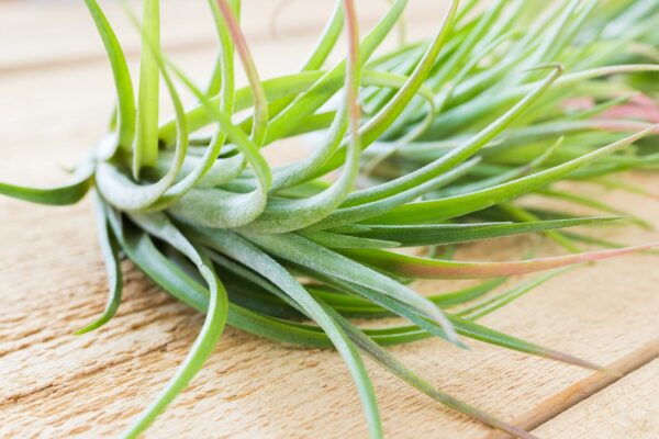 tillandsia brachycaulos x ionantha 'victoriana' air plants [3 pack]