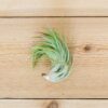 tillandsia brachycaulos x ionantha 'victoriana' air plants [3 pack]