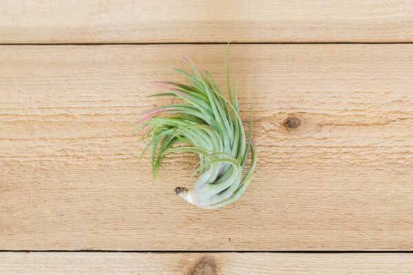 tillandsia brachycaulos x ionantha 'victoriana' air plants [3 pack]