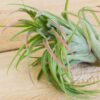 tillandsia brachycaulos x ionantha 'victoriana' air plants [3 pack]