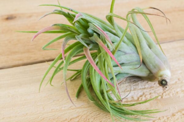 tillandsia brachycaulos x ionantha 'victoriana' air plants [3 pack]