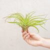 xl tillandsia abdita air plants / 7 9 inches tall [1, 3 or 5 pack]