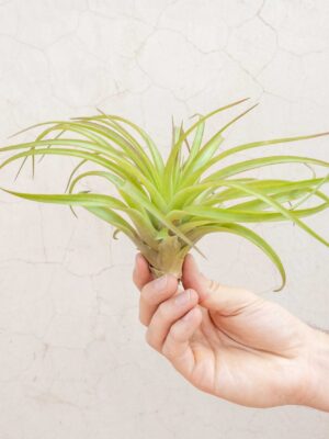 xl tillandsia abdita air plants / 7 9 inches tall [1, 3 or 5 pack]