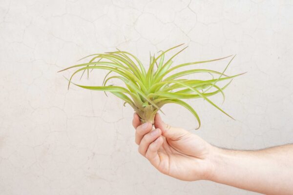 xl tillandsia abdita air plants / 7 9 inches tall [1, 3 or 5 pack]
