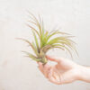 xl tillandsia abdita air plants / 7 9 inches tall [1, 3 or 5 pack]