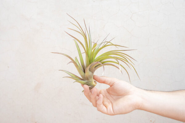 xl tillandsia abdita air plants / 7 9 inches tall [1, 3 or 5 pack]