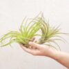 xl tillandsia abdita air plants / 7 9 inches tall [1, 3 or 5 pack]