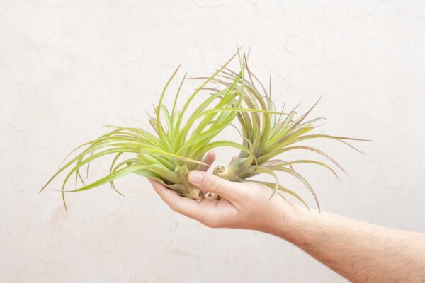xl tillandsia abdita air plants / 7 9 inches tall [1, 3 or 5 pack]