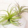 xl tillandsia abdita air plants / 7 9 inches tall [1, 3 or 5 pack]