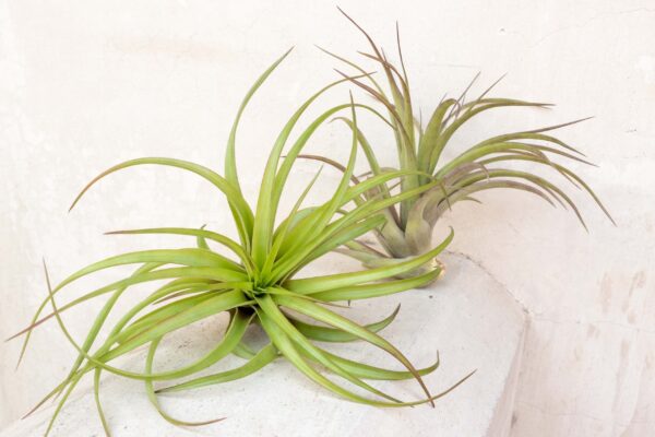 xl tillandsia abdita air plants / 7 9 inches tall [1, 3 or 5 pack]