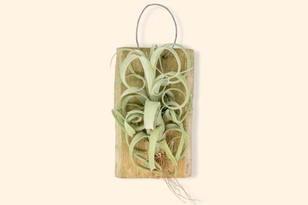 tillandsia curly slim mounted on natural cedar plank