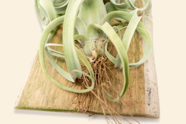 tillandsia curly slim mounted on natural cedar plank