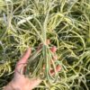 unique tillandsia duratii air plants thick, curly leaves limited quantities [multiple sizes]