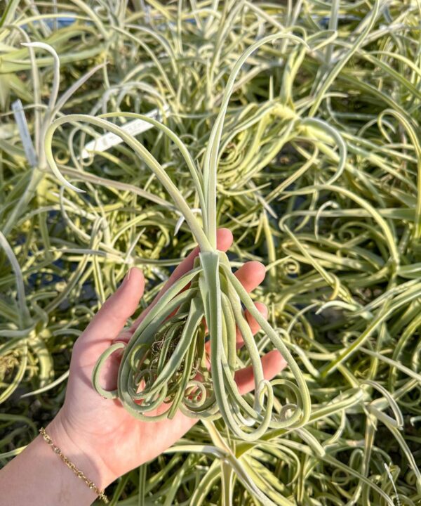 unique tillandsia duratii air plants thick, curly leaves limited quantities [multiple sizes]