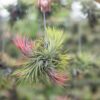 tillandsia ionantha rubra hanging clusters with hook for hanging