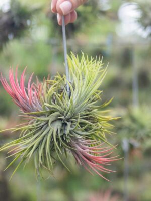 tillandsia ionantha rubra hanging clusters with hook for hanging