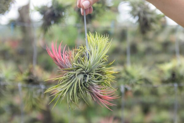 tillandsia ionantha rubra hanging clusters with hook for hanging