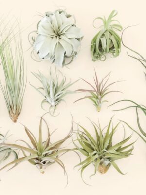 jumbo tillandsia air plants includes xerographica & xl plants [12 plants pack]