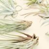 jumbo tillandsia air plants includes xerographica & xl plants [12 plants pack]