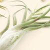 jumbo tillandsia air plants includes xerographica & xl plants [12 plants pack]