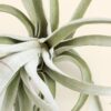 jumbo tillandsia air plants includes xerographica & xl plants [12 plants pack]