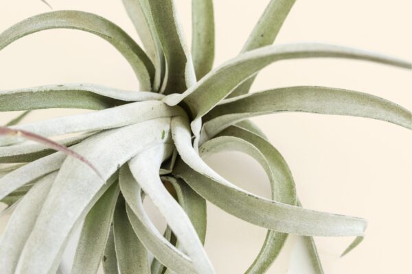 jumbo tillandsia air plants includes xerographica & xl plants [12 plants pack]
