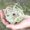 tillandsia seedling xerographica / 2 to 3 inches wide [single plant]