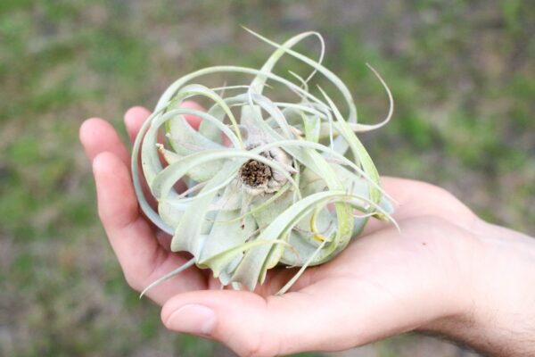 tillandsia seedling xerographica / 2 to 3 inches wide [single plant]