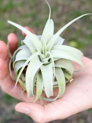 tillandsia seedling xerographica / 2 to 3 inches wide [single plant]