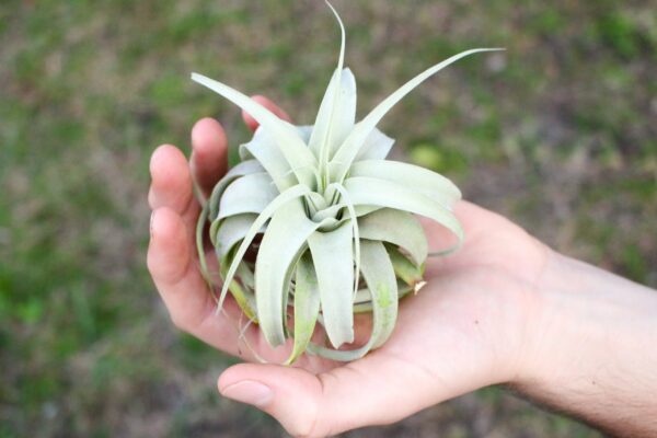 tillandsia seedling xerographica / 2 to 3 inches wide [single plant]