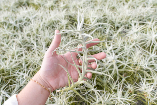 tillandsia albida 'minor' air plant [single plant]