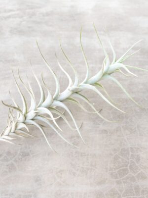 tillandsia albida 'minor' air plant [single plant]