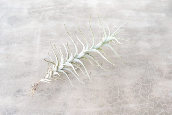 tillandsia albida 'minor' air plant [single plant]