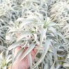 tillandsia cacticola long form silver air plants [single plant]