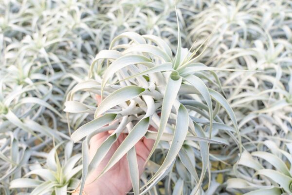 tillandsia cacticola long form silver air plants [single plant]