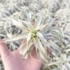 tillandsia cacticola long form silver air plants [single plant]