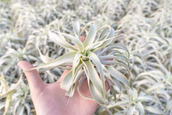 tillandsia cacticola long form silver air plants [single plant]