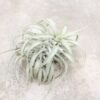 tillandsia cacticola long form silver air plants [single plant]