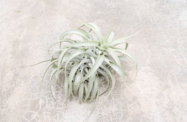 tillandsia cacticola long form silver air plants [single plant]