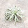 tillandsia cacticola long form silver air plants [single plant]