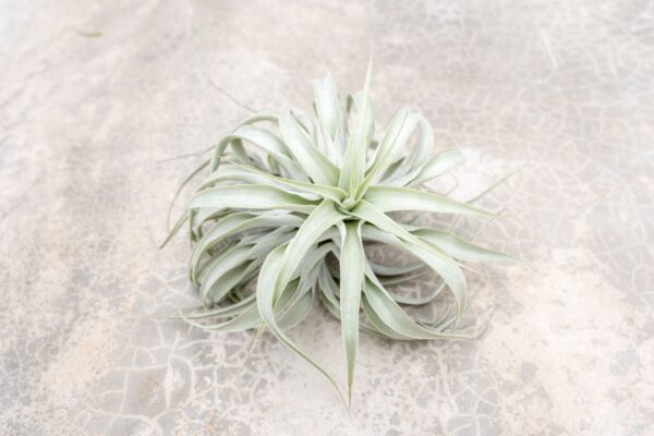 tillandsia cacticola long form silver air plants [single plant]